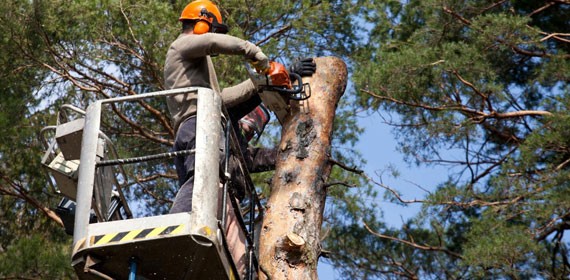Tree Removal Services - Https://www.fivestartreecare.ca/services/removal-services/