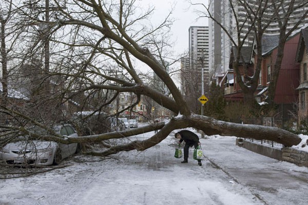 Need An Emergency Tree Removal? Look No Further Than Five Star! - Https://www.fivestartreecare.ca/services/storm-and-emergency-tree-services/