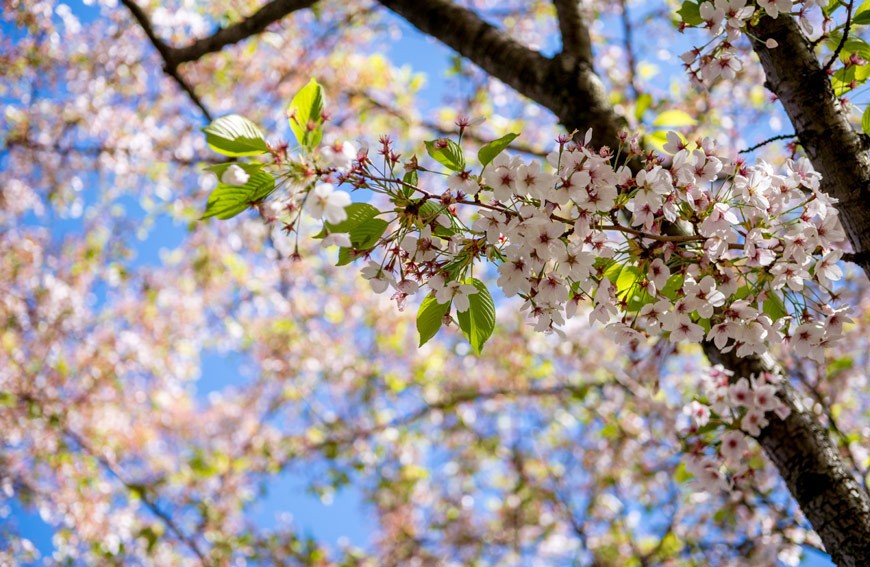A Checklist For Your Spring Tree Care Routine