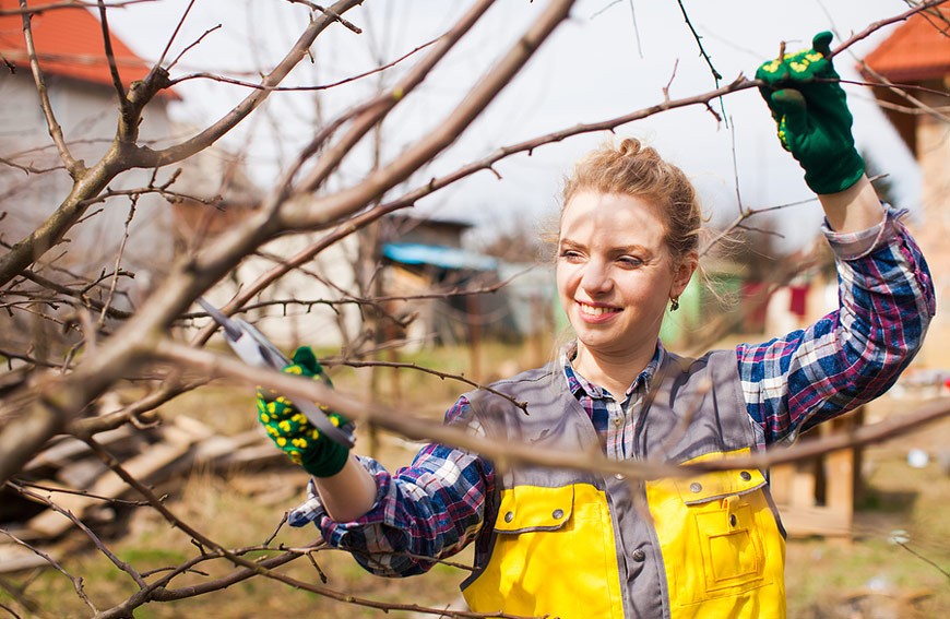 Top 3 Myths About Tree Care And Maintenance 
