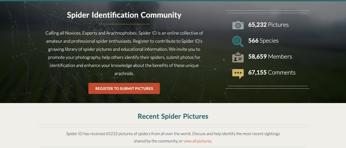 Spider ID Image