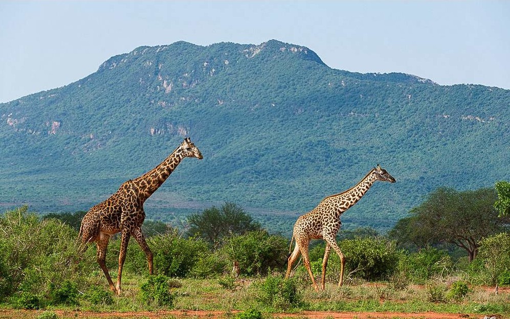 AbnerSafaris Image