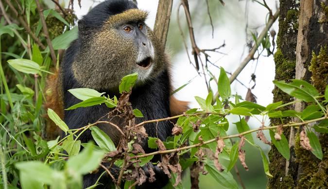 Golden Monkey Trekking